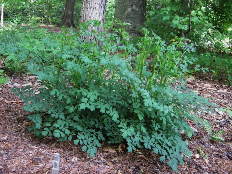 Thalictrum minus adiantifolium- таликтрум  венерино обичниче ( 1627)